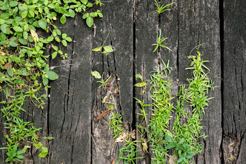Small plant growing on floor old wood plank backgorund