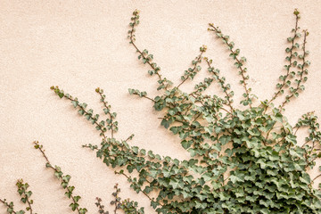 Ivy on the wall