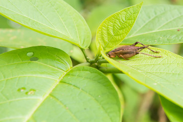 cricket insect on leaf
