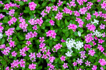 Top view of pink and white flowers background