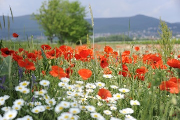 Mohnblumen - Mohnblumenfeld