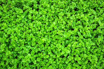 Top view of seedling green plants background