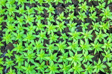 Top view of seedling green plants background