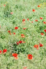Green field with poppies closeup.
