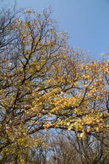 Big autumn oak against blue sky.