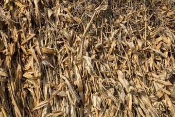 Close up of corn stalks.