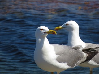 Fototapeta premium seagull