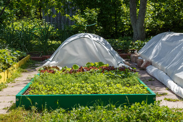 Leaf vegetable. Cilantro, parsley, dill and  lettuce in seedbed. Vegetable garden. Household plot. Dacha.