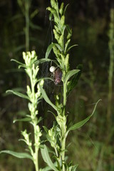 жизнь в лесу