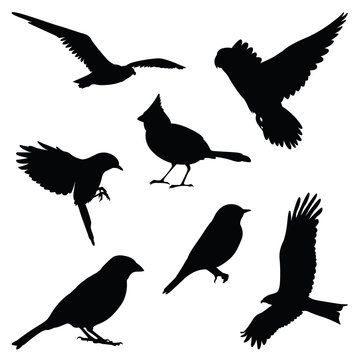 bird silhouette illustration set