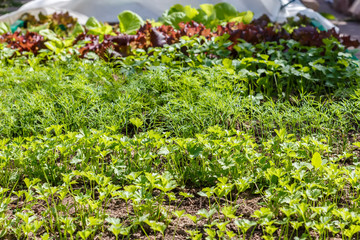 Fototapeta na wymiar Leaf vegetable. Cilantro, parsley, dill and lettuce in seedbed. Vegetable garden. Household plot. Dacha.