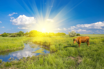 green grass, river, clouds  and cows