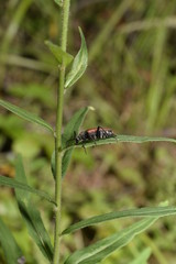 жизнь в лесу