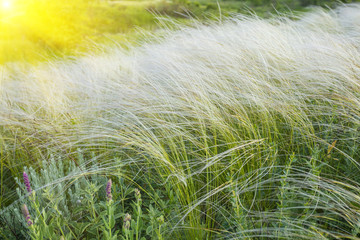 field of feather grass under the blue sky