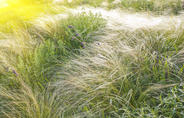 field of feather grass under the blue sky