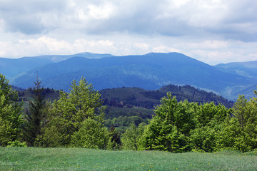 landscape of a Carpathians mountains with green trees and fir-tr
