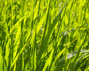 Fototapeta na wymiar closeup of green grass