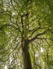 upper branches of tree