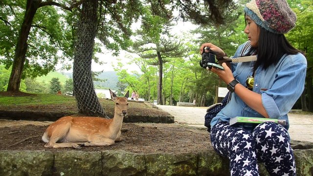 Thai woman shooting photo Deers at Todai-ji Temple in Nara, Japan