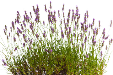 Blühender Lavendelstrauch vor weißem Hintergrund