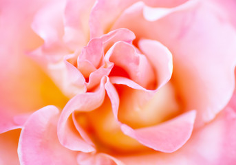 Fototapeta na wymiar Blurred soft romantic pink rose in vintage style