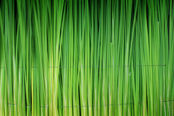 Naklejka premium Green leaf of Papyrus abstract background