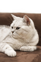 Britisch Kurzhaar Rassekatze