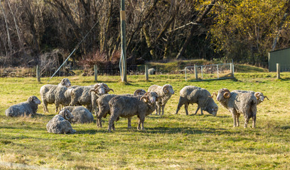 Fototapeta premium Merino Sheep in New Zealand