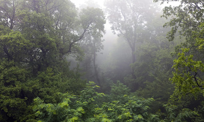 Mystical rainforest covered in fog