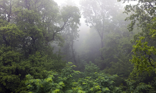 Fototapeta Mystical rainforest covered in fog