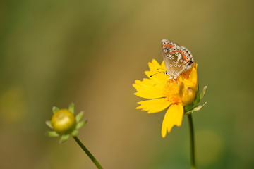 Obraz premium Photo of butterfly on flower
