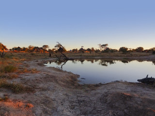 Fototapeta na wymiar Elephant Lodge in Botswana