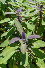 Purple Sage