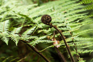 new leaf of New Zealand silver fern