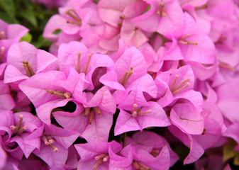 Pink bougainvillea blooms in the garden, soft focus