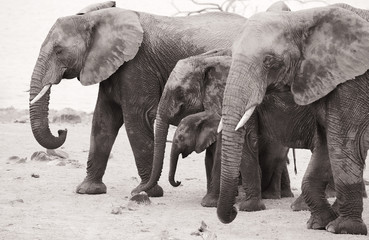 African Elelphants