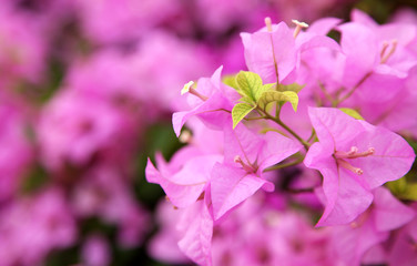 Green leaf pink bougainvillea blooms in the garden, soft focus