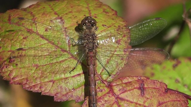 Gro&szlig;e Libelle auf einem Blatt