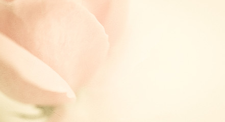 sweet classic color rose in soft color and blur style on mulberry paper texture
