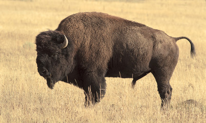 Big Bison in the grassland