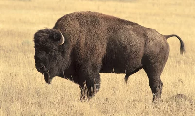 Zelfklevend Fotobehang Big Bison in the grassland © Aberson