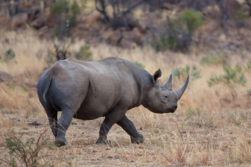 Obraz premium A black rhino with a large horn