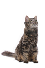 Getigerte Hauskatze sitzt auf weiß