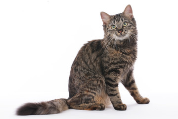 Getigerte Hauskatze sitzt auf weiß