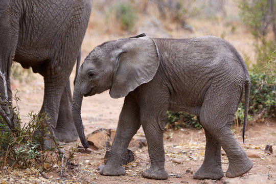 Very young African elephant calf