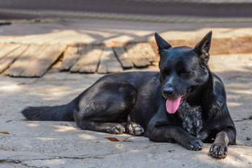 Black dog resting on the floor.