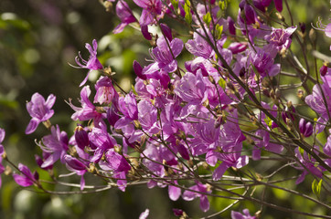 azalea