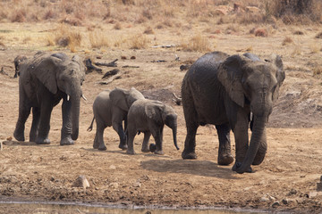 Fototapeta premium Group of African elephants 
