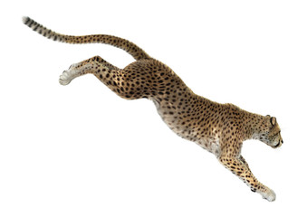 Cheetah