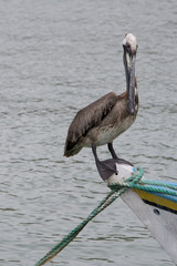 Pelican standing on a fisher boat, Margarita Island